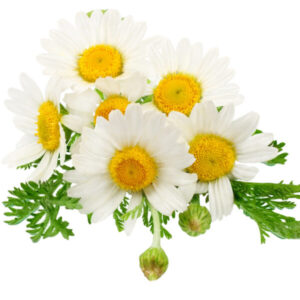 chamomile is best for skin lightening and tightening pores used in serums by bao laboratory