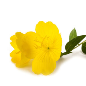 evening primrose for soft and supple skin used in serums by bao laboratory