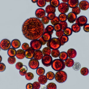 astaxanthin help to smoothen wrinkles used in serums by bao laboratory