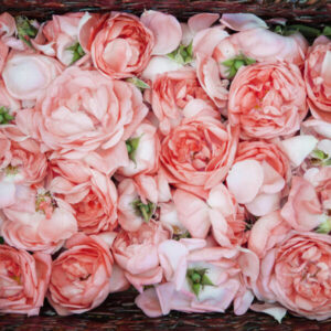 rose petal oil rich in anti aging properties used in serums by bao laboratory