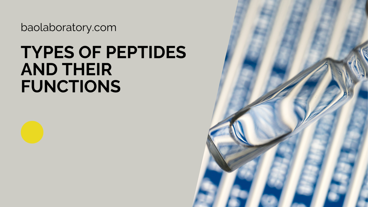 Types-of-Peptides-and-Their-Functions-Ba