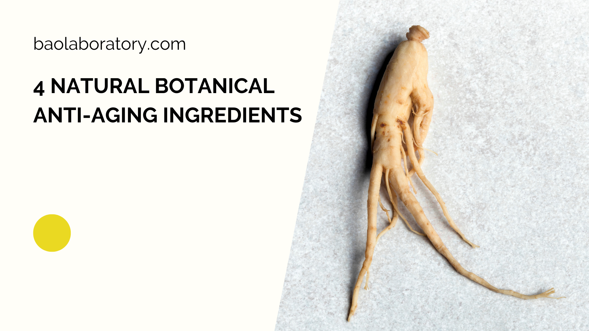 Ginseng anti-aging benefits